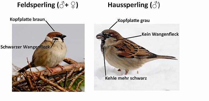 Vergleich Feldsperling Haussperling