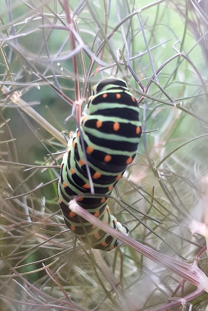 Schwalbenschwanz-Raupe, Foto: NABU Willich