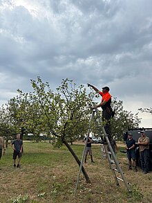 Praktischer Teil Baumschnitt