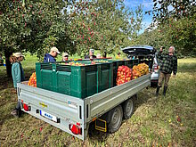 Neben den Boxen wurden noch wieter Äpfel in Säcke gefüllt