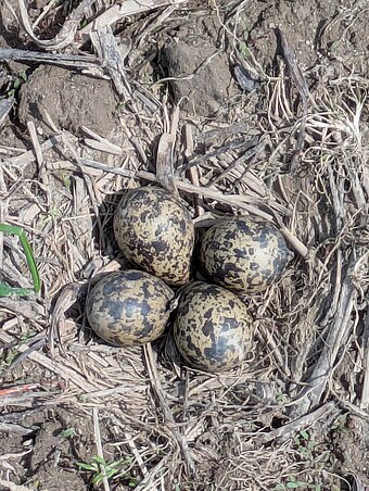 Kiebitz Nest auf dem Acker