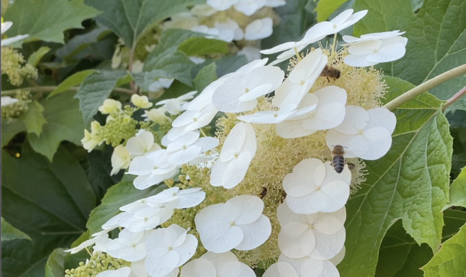 Ein Bienenmagnet ist z.B. die Eichenblatthortensie. Foto: Klaus Keipke. (Beim Klick auf das Bild öffnet sich ein Video)