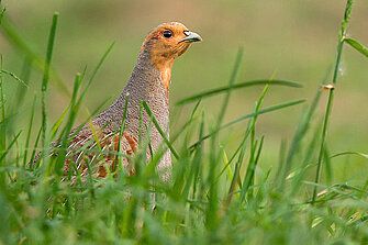 Foto: NABU / Jan Piecha