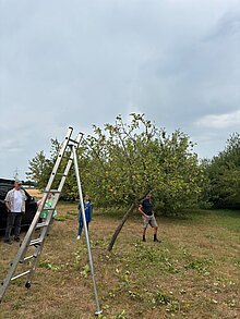 Fertig gestutzt