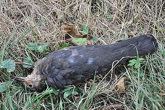 Amsel mit Usutu-Verdacht - Foto: NABU/Stefan Bosch