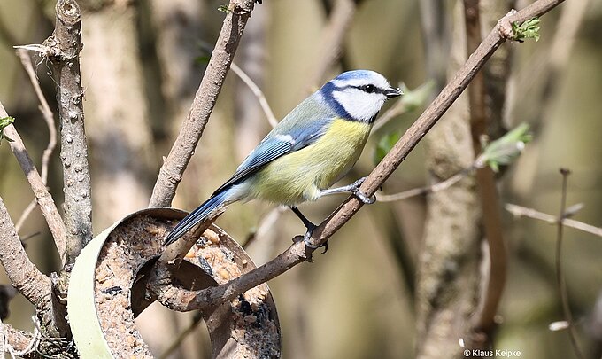 Blaumeise, Foto: Klaus Keipke