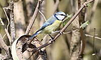 Blaumeise, Foto: Klaus Keipke