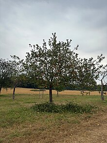 Gepflegter Baum