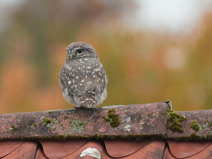 Steinkauz (Athene Noctua) Foto: NABU Willich, Jörg Tilmans