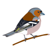 Vogel Buchfink