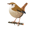 Vogel Zaunkönig